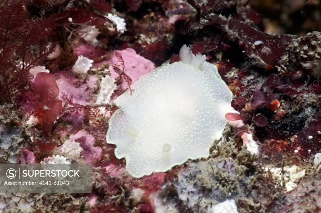 Sea Slug (Cadlina Laevis), Scotland, Uk