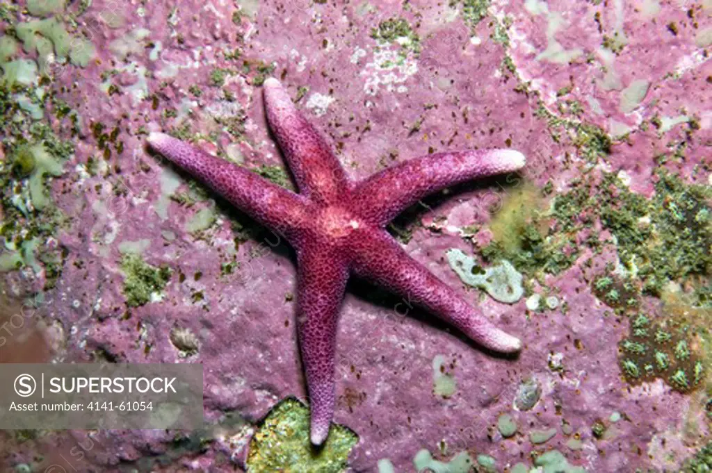 Bloody Henry Starfish (Henricia Spp.), Outer Hebrides, Scotland, Uk
