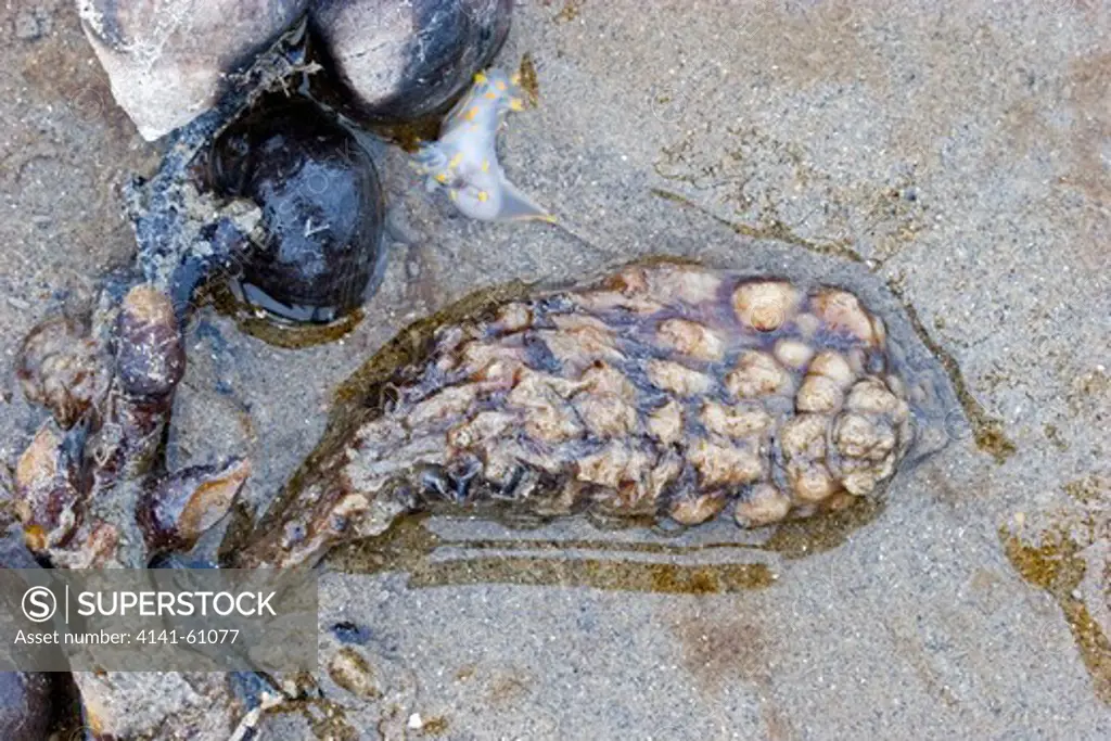 Leathery Sea Squirt (Styela Clava), North Wales, Uk - Invasive Species In Uk & Ireland - Washed Up On Beach.
