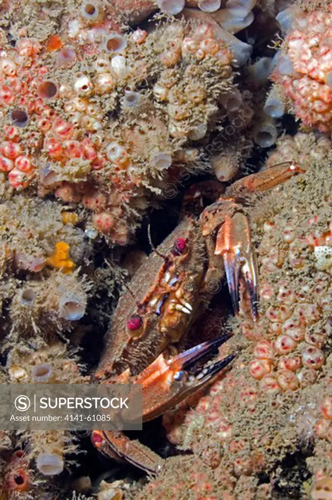 Velvet Swimming Crab (Necora (Prev. Liocarcinus) Puber) North Wales, Uk