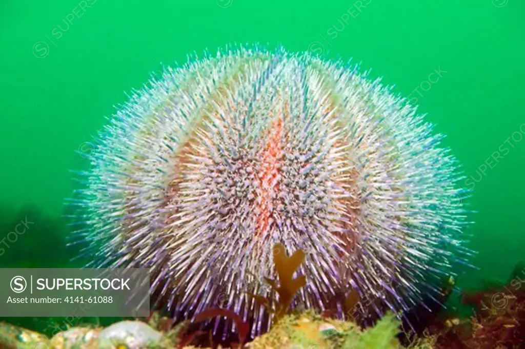 Common Or Edible Sea Urchin (Echinus Esculentus), England, Uk