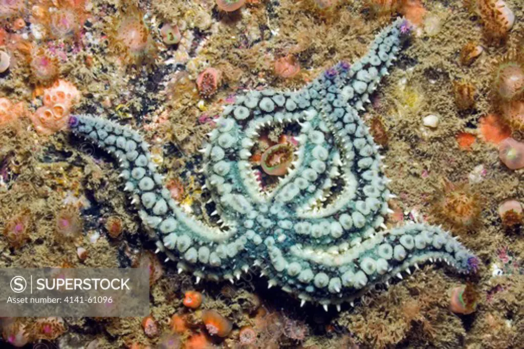 Spiny Starfish (Marthasterias Glacialis), Outer Hebrides, Scotland, Uk