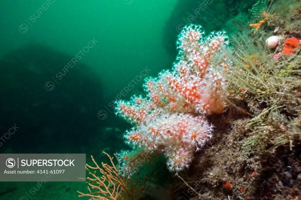 Red Sea Fingers (Alcyonium Glomeratum), Cornwall, England, Uk