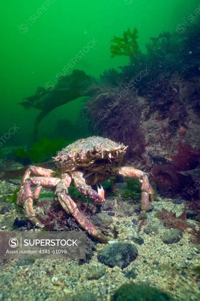 Spiny Spider Crab (Maja Squinado) Cornwall, England, Uk