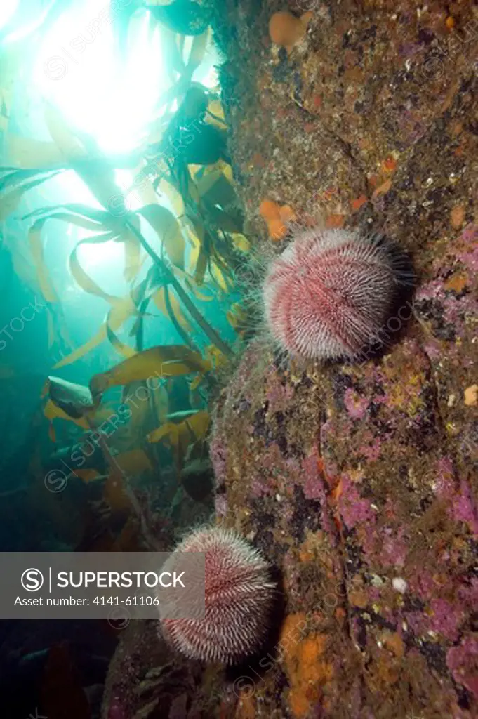 Common Or Edible Sea Urchin (Echinus Esculentus), Sgeir A Phuirt (Harbour Rock), Isle Of Canna, Small Isles, Inner Hebrides, Scotland, Uk