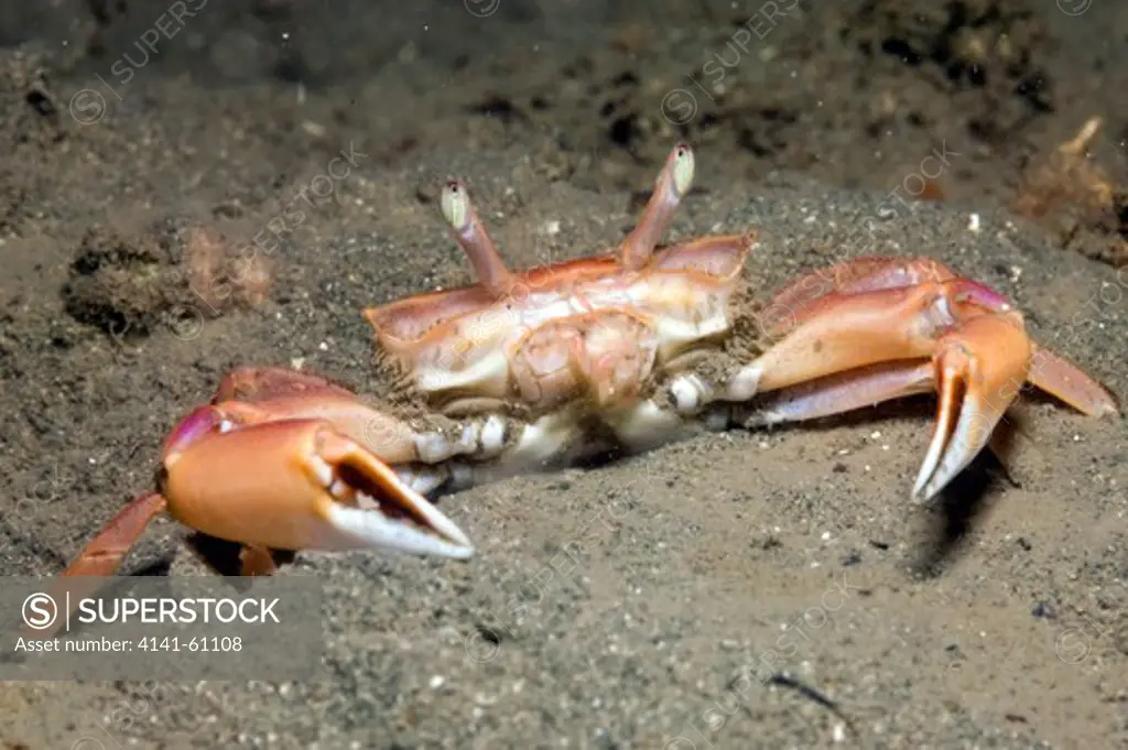 Mud-Runner Crab (Goneplax Rhomboides), N E Corner Of The Isle Of Eigg, Small Isles, Inner Hebrides, Scotland, Uk