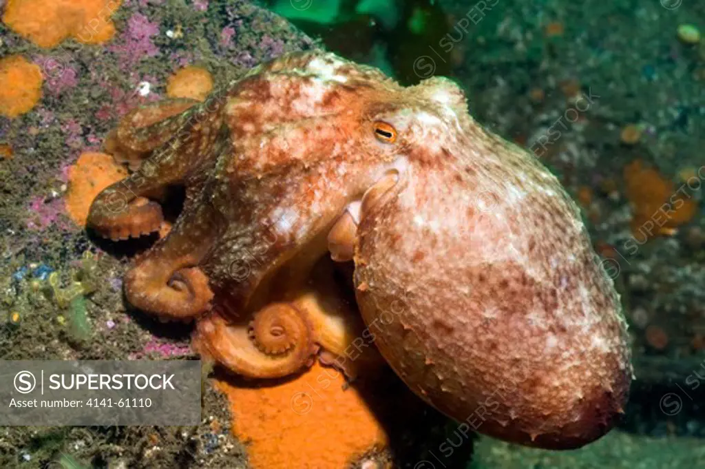Lesser Octopus (Eledone Cirrhosa) Isle Of Eigg (Just North Of Harbour), Small Isles, Inner Hebrides, Scotland, Uk Darker Colouration Indicates Fear Or Stress