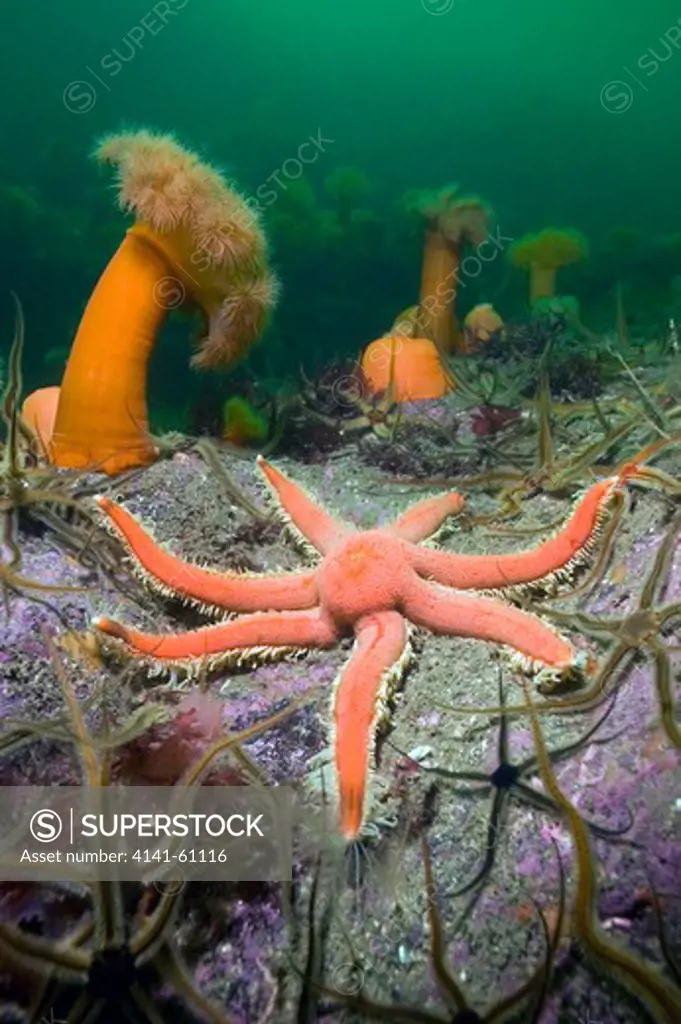 Temperate Bedrock Reef With 7-Armed Starfish (Luidia Ciliaris), Plumose Anenmones (Metridium Senile) And Black Brittlestars (Ophiocomina Nigra), Loch Nevis, West Scotland, Uk