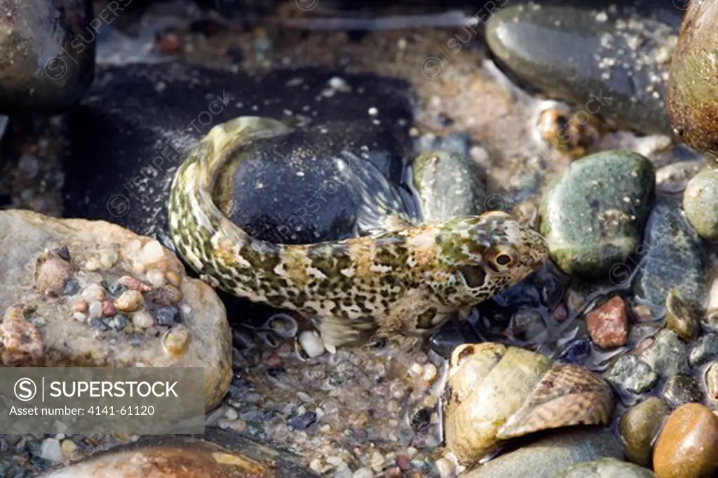 Shanny (Blennius Pholis) In Air At Low Tide, Covered In Mucus To Survive Air Exposure, Llanbedrog, Llyn, Gwynedd, North Wales