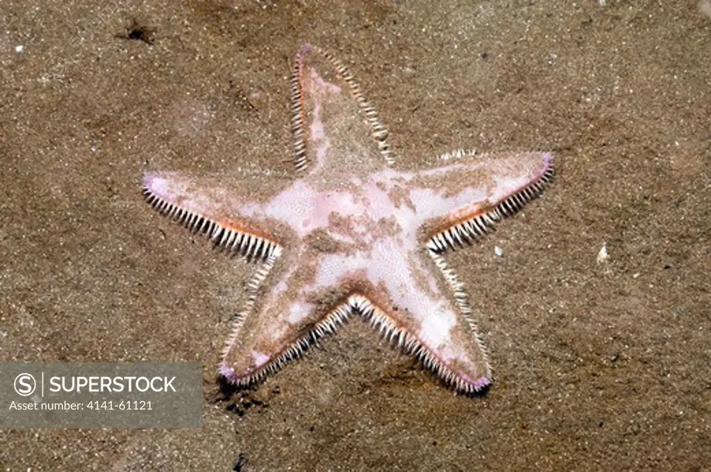 Sand Star (Astropecten Irregularis), Wales, Uk