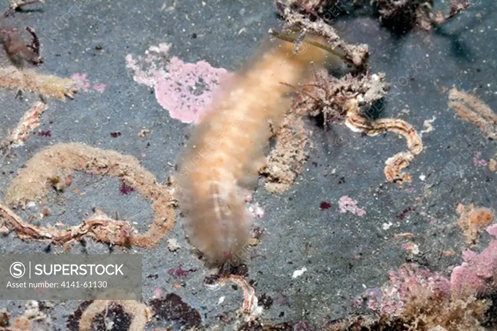 Marine Worm (Alentia Gelatinosa), North Wales, Uk