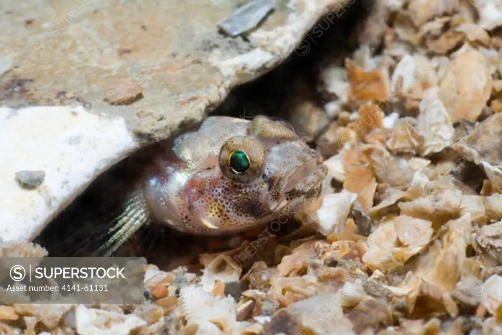 Painted Goby (Pomatoschistus Pictus) - Probably A Male Who May Be Guarding Eggs Laid Under The Rock - North Wales, Uk