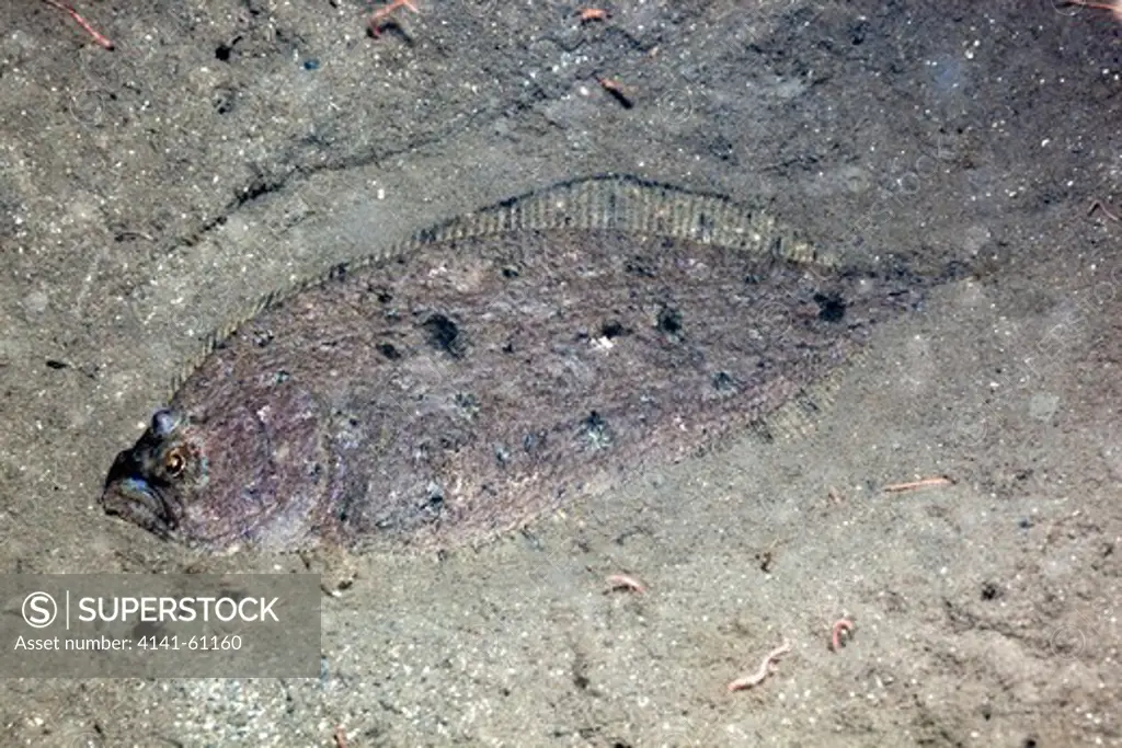 Scaldfish, Arnoglossus Laterna, Boat Bay, Loch Hourn, West Scotland Ng908074