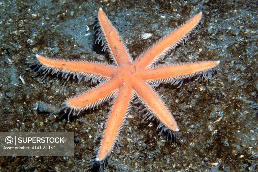 Seven-Arm Starfish (Luidia Ciliaris), N E Corner Of The Isle Of Eigg, Small Isles, Scotland Nm491911 56 56.70N 006 07.47W