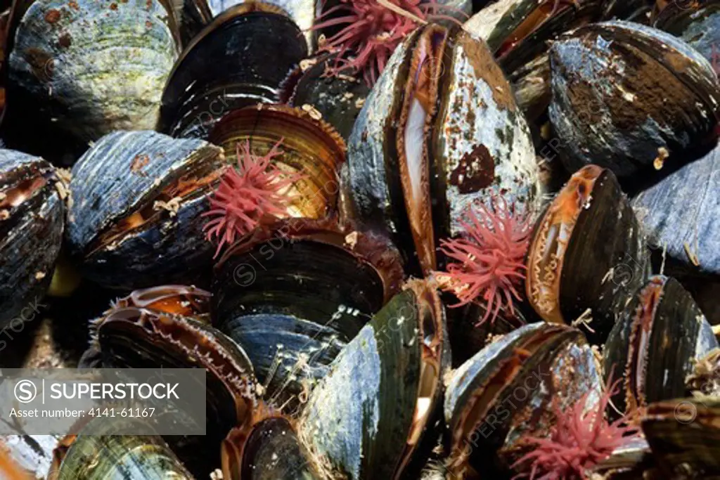Common Or Blue Mussel (Mytilus Edulis) And Bedalet Aneomes (Actinia Equina) Loch Nevis, West Scotland, Uk