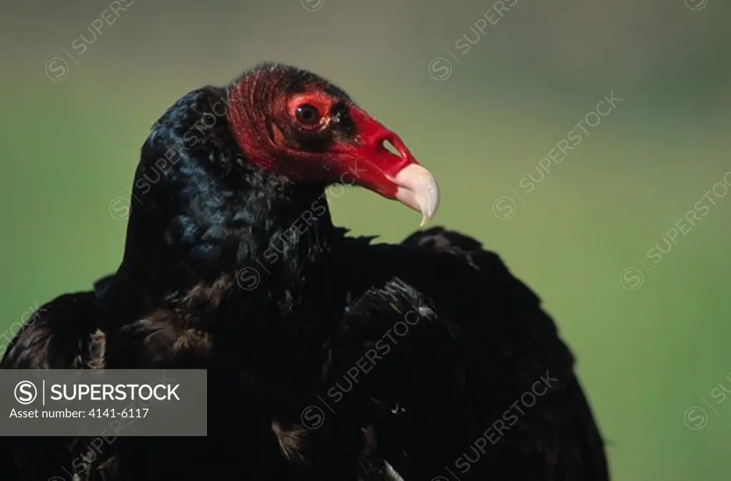 turkey vulture cathartes aura usa 