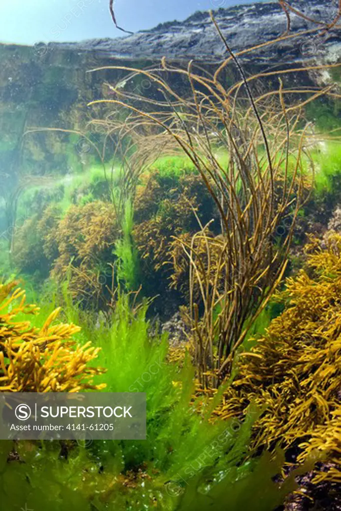 Seaweeds (Bootlace Weed (Chorda Filum), Green Gut Weed, Tuning Fork Weed) In Mid Shore Rockpool, County Cork, Ireland