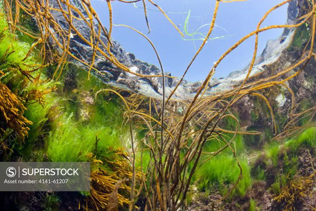 Seaweeds (Bootlace Weed (Chorda Filum), Green Gut Weed, Tuning Fork Weed) In Mid Shore Rockpool, County Cork, Ireland
