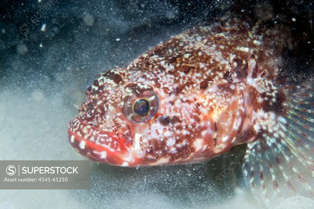 Red-Mouthed Goby (Gobius Cobitis) Lough Hyne Marine Nature Reserve; County Cork; Ireland. Protected Species In The Uk