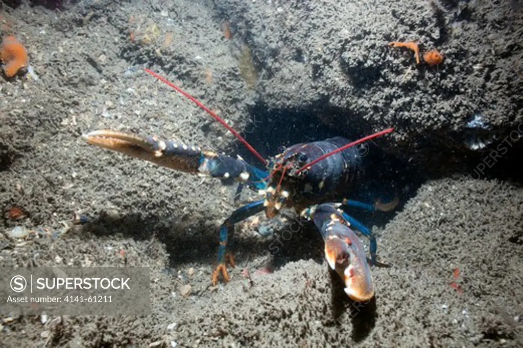 Common Or European Lobster (Homarus Gammarus), In The Menai Strait, North Wales, Uk