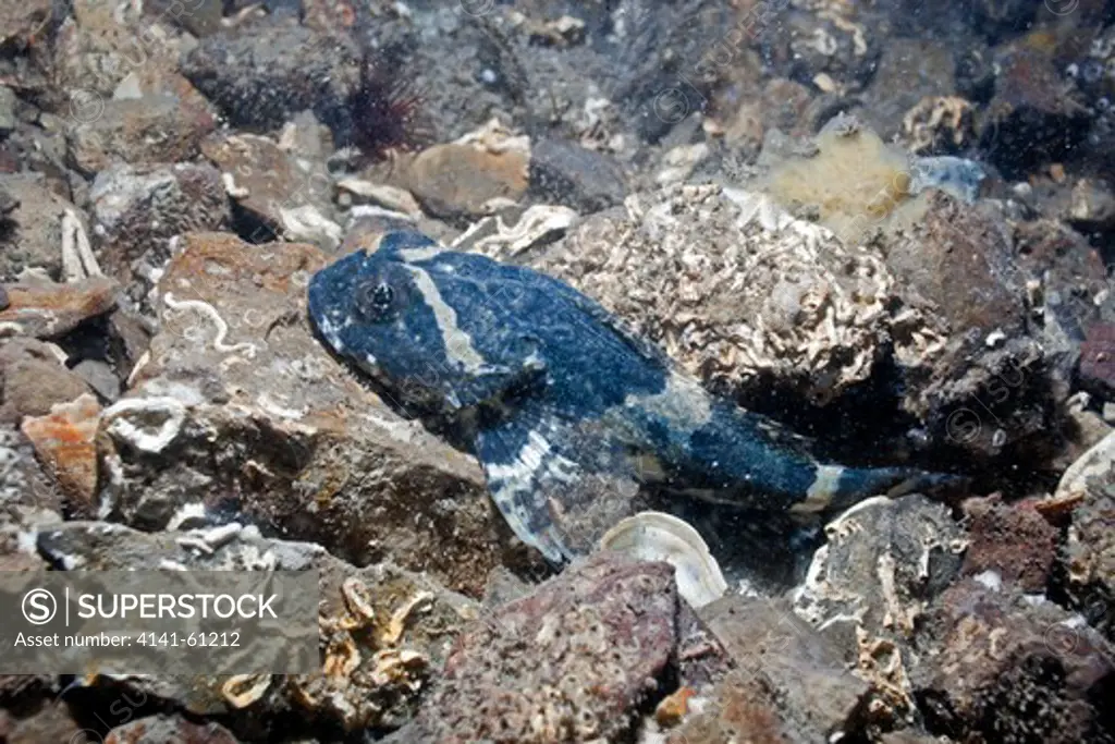 Father Lasher Or Short-Spined Sea Scorpion (Myoxocephalus Scorpius)Menai Strait, Wales, Uk