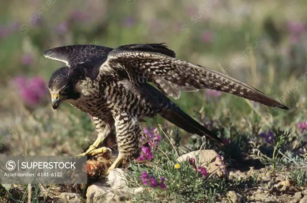 peregrine falcon falco peregrinus on prey usa 