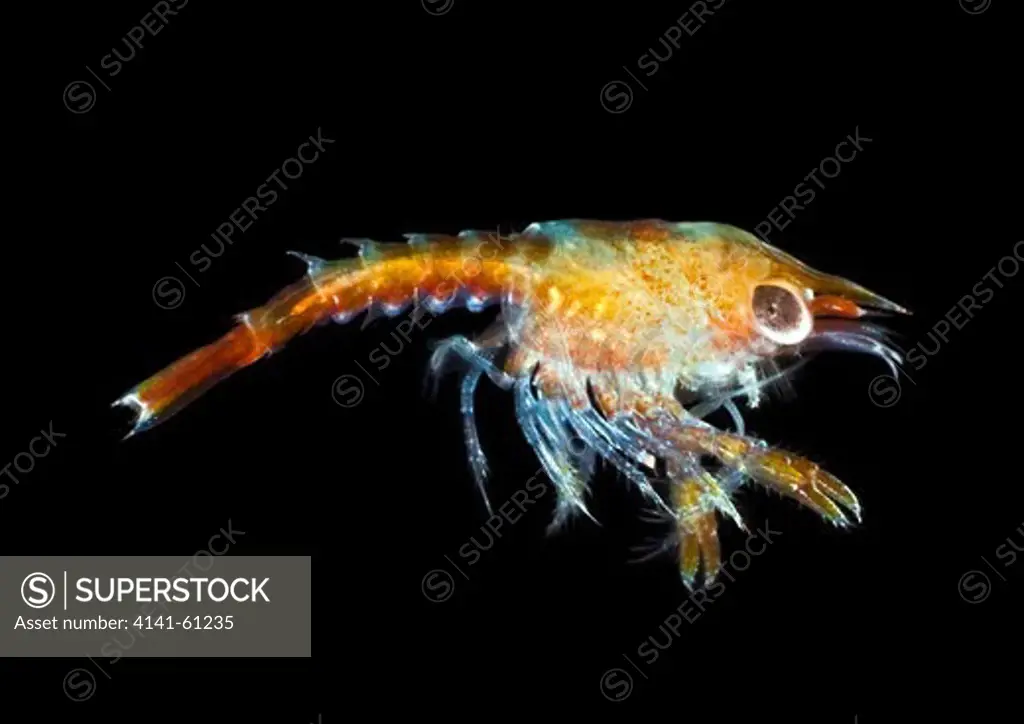 Common (European) Lobster (Homarus Gammarus) Stage 1 Larvae Anglesey Sea Zoo, North Wales, Uk