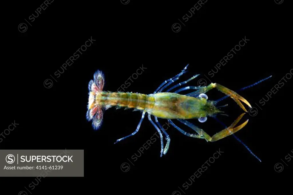 Common (European) Lobster (Homarus Gammarus) Stage 4 Larvae, Anglesey Sea Zoo, North Wales, Uk