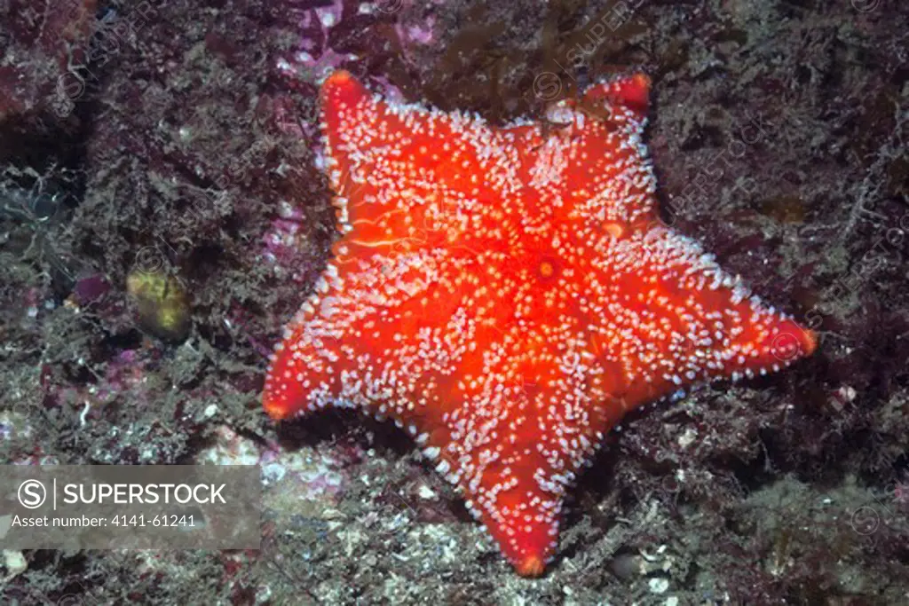 Red Cushion Star (Porania Pulvillus), Scotland, Uk