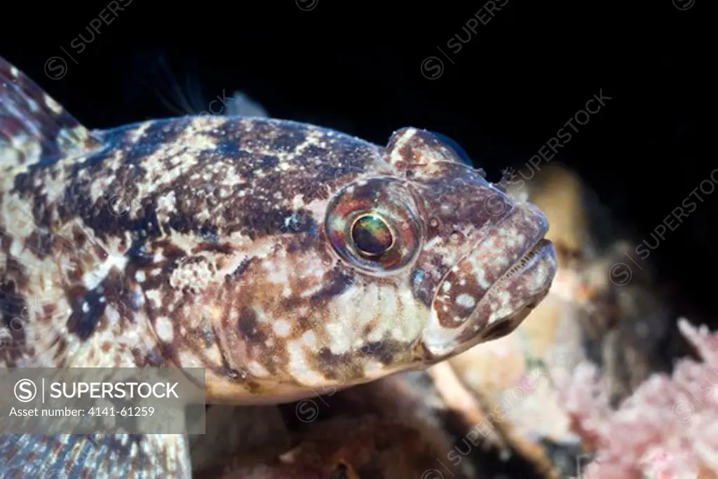 Rock Goby (Gobius Paganellus), North Wales, Uk