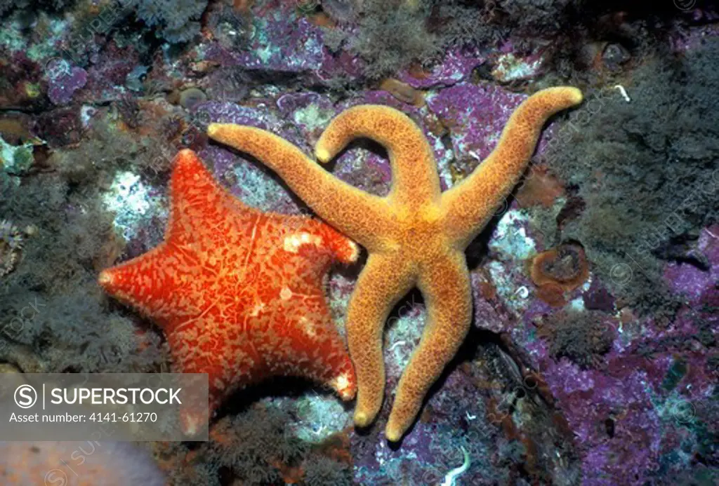 Red Cushion Star (Porania Pulvillus) And Bloody Henry Starfish (Henricia Spp.), St. Kilda, Scotland, Uk