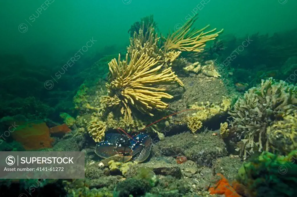 Common Or European Lobster (Homarus Gammarus), In The Menai Strait, North Wales, Uk
