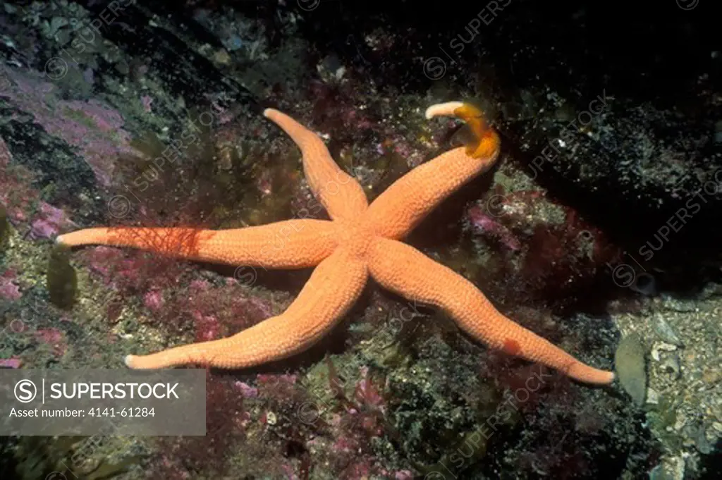 Starfish (Stichastrella Rosea), West Ireland - Uncommon, Northern Species