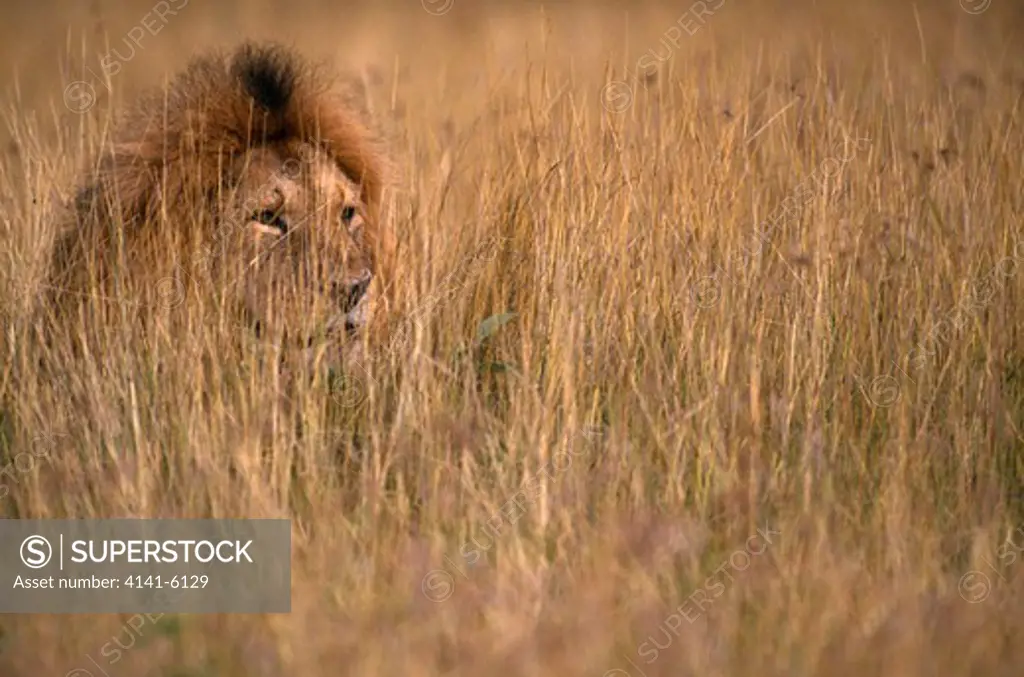 african lion panthera leo male in grass, masai mara national reserve, kenya