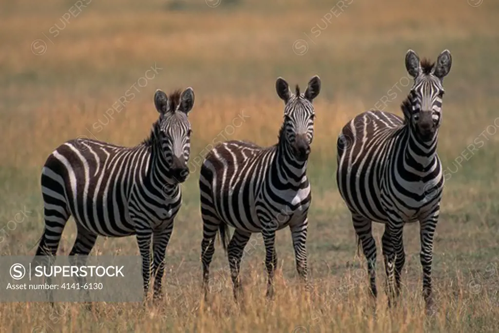 plains or burchell's zebra equus burchelli group of three, standing masai mara national reserve, kenya