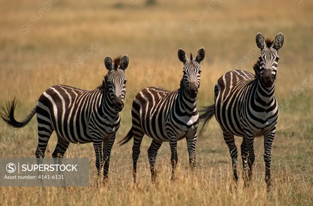 burchell's or plains zebra equus burchelli three on savanna masai mara national reserve, kenya