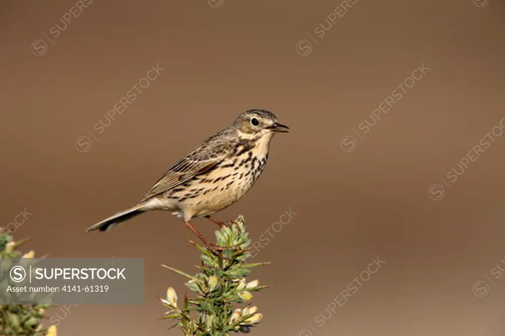 Meadow Pipit, Anthus Pratensis, North Yorkshire, Spring