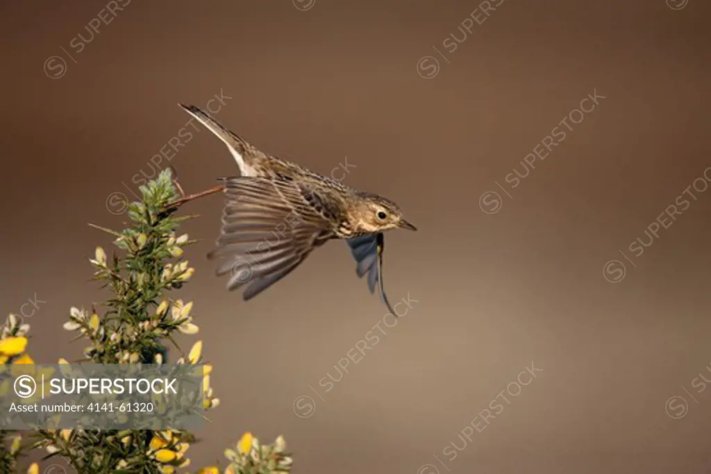 Meadow Pipit, Anthus Pratensis, Flight, North Yorkshire, Spring