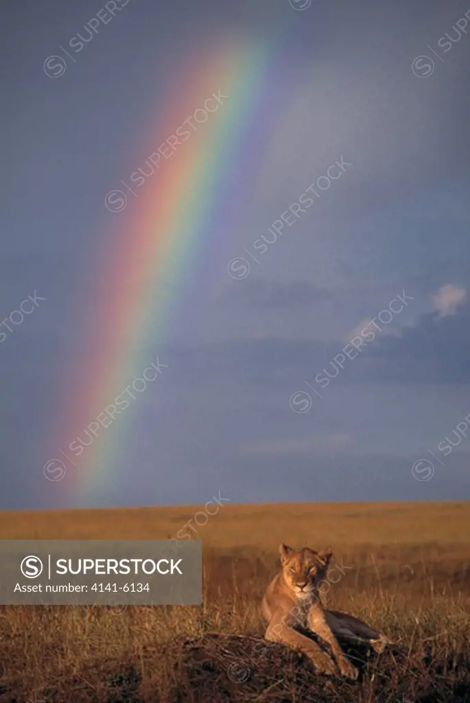 african lion female resting panthera leo with rainbow. masai mara national park, kenya, africa.