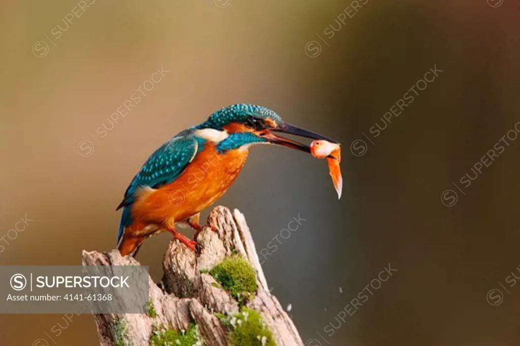 Kingfisher, Alcedo Atthis, Single Bird On Post With Goldfish, Worcestershire, Oct 2009