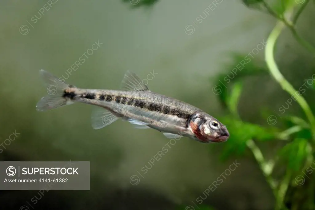 Minnow, Phoxinus Phoxinus, Single Fish In Water, Midlands, September 2010
