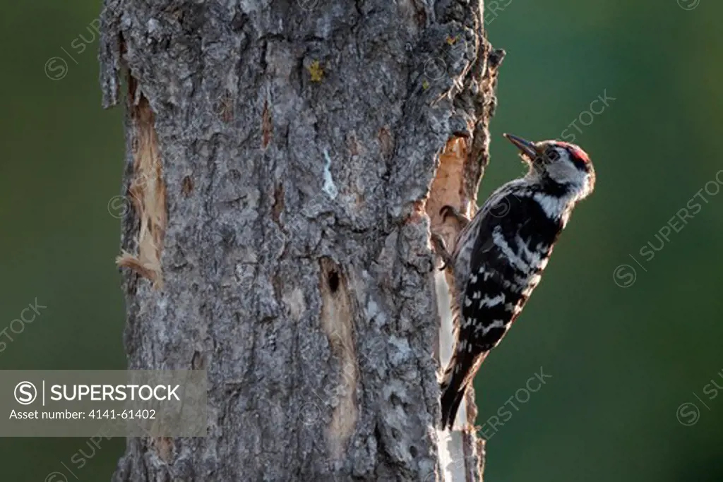 Lesser-Spotted Woodpecker, Dendrocopos Minor, Single Male At Nest Entrance, Bulgaria, May 2010