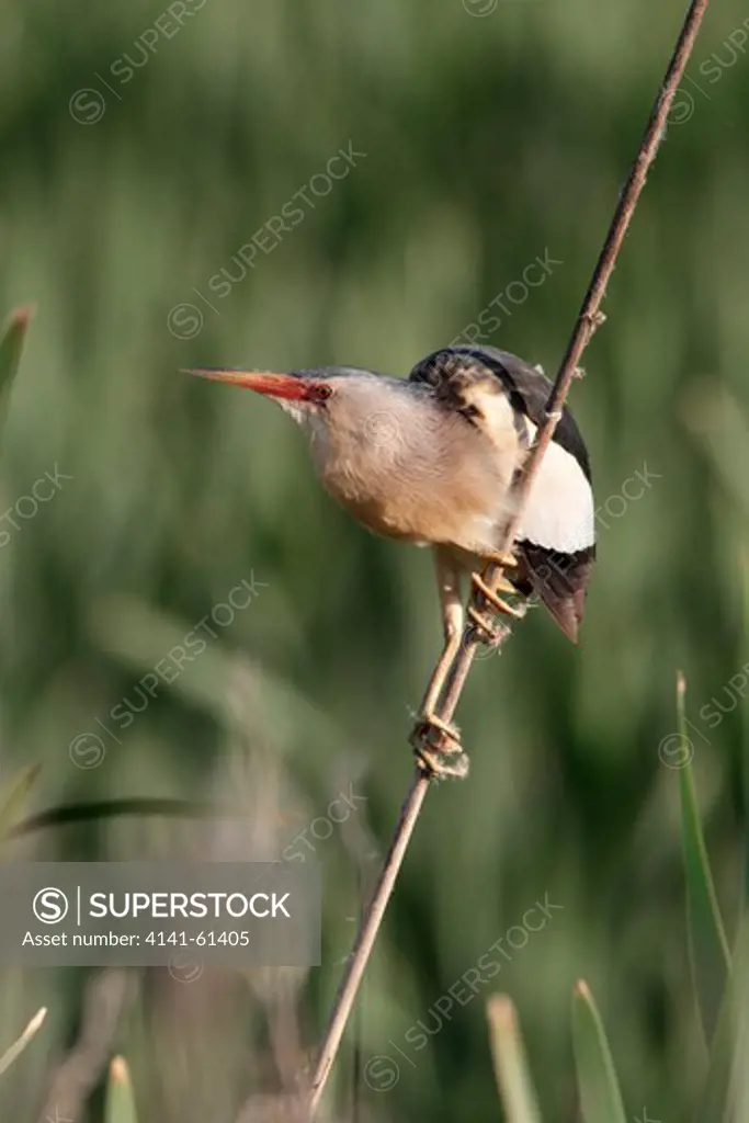 Little Bittern, Ixobrychus Minutus, Single Male On Reed, Bulgaria, May 2010