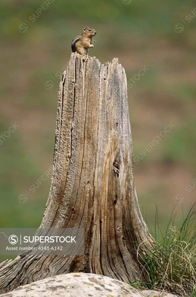 colorado chipmunk on tree stump eutamias quadrivittatus colorado, usa 