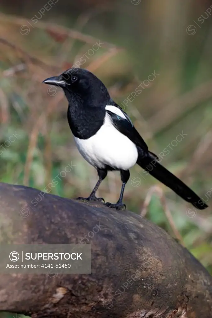 Magpie, Pica Pica, On A Log In Woodland, Warwickshire, November 2009