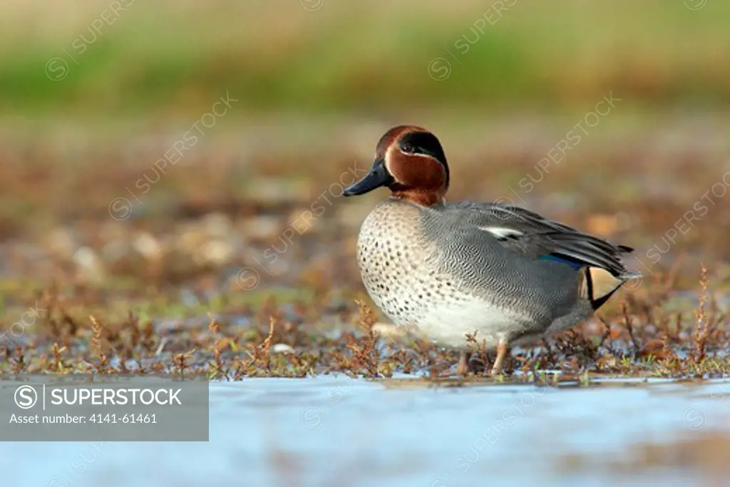 Teal, Anas Crecca, Single Male Standing By Water, Norfolk, November 2009
