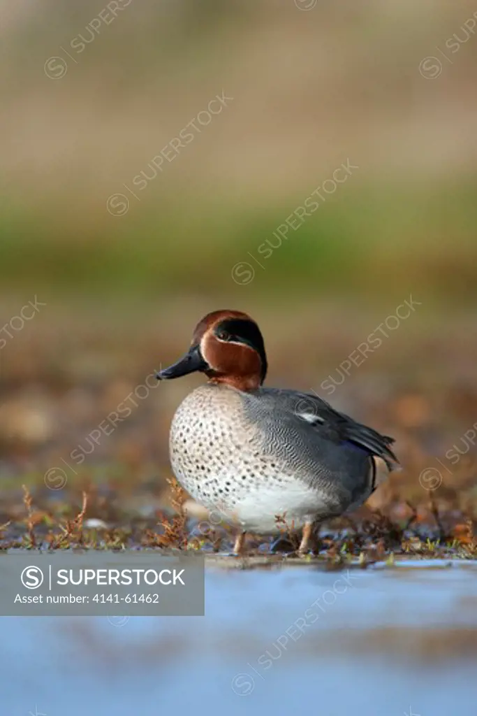 Teal, Anas Crecca, Single Male Standing By Water, Norfolk, November 2009