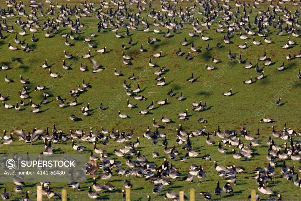 Barnacle Goose, Branta Leucopsis, A Large Flock In Grass Field, Caerlaverock, Scotland