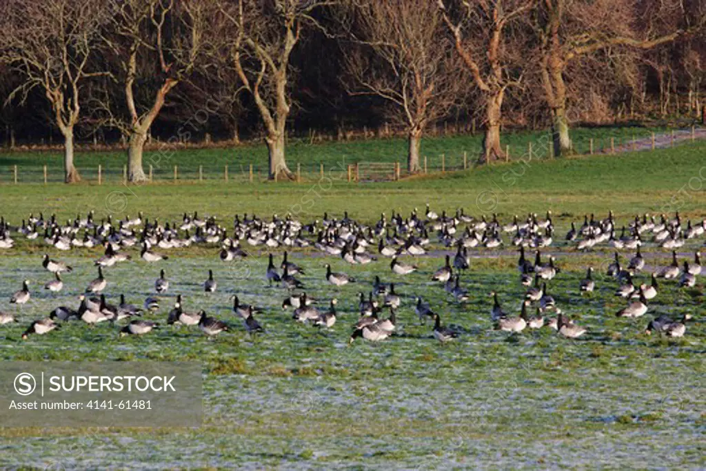 Barnacle Goose, Branta Leucopsis, Large Flock On Frozen Grass Field, Caerlaverock On The Solway, Dumfries And Galloway, Scotland, Winter 2009