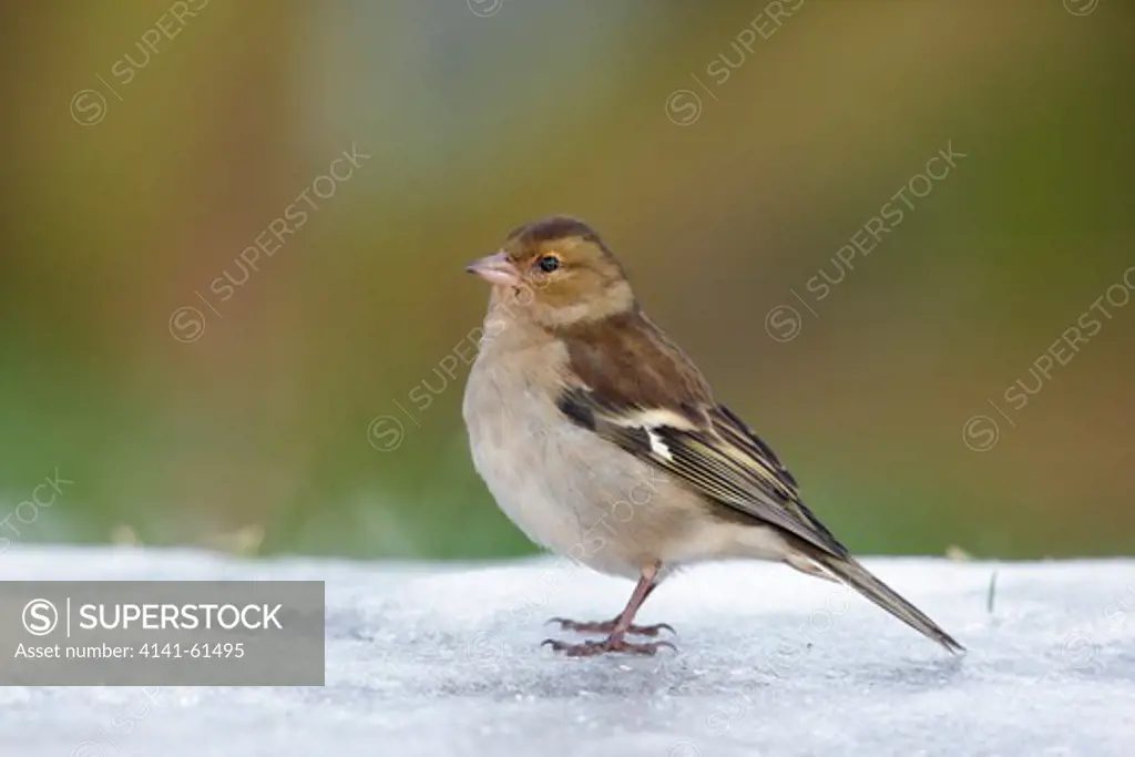 Chaffinch, Fringilla Coelebs, Single Female Standing On Snow, Dumfries, Scotland, Winter 2009